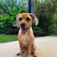 Photo of Koda