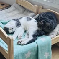 Photo of Rice   Located In Northcote