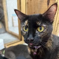 Photo of Yo Yo Mashed Potato + Mew Mew Pa Choo