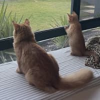 Photo of Simba (Fostered In Perth)