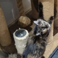 Photo of Dolly