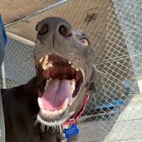 Photo of Star The Greyhound
