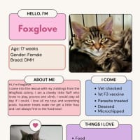 Photo of Foxglove