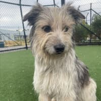 Photo of Scrappy Imp 1855