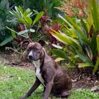 Photo of Gracie 