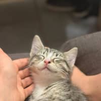 Photo of Milo