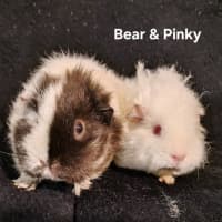Photo of Bear & Pinky 