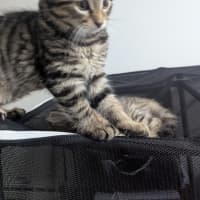 Photo of Riddle Clowder