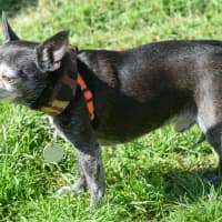 Photo of Atticus