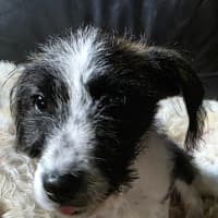 Photo of Maggie