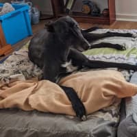 Photo of Blakey, The Greyhound