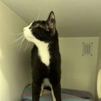 Photo of Sorrel