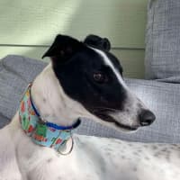 Photo of  Brian The Greyhound 