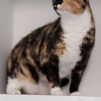 Photo of Bonnie