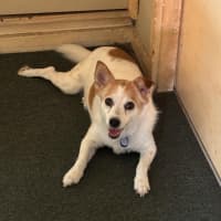Photo of Dexter   10 Year Old Jack Russell (On Trial)