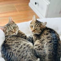 Photo of Ferris & Felix