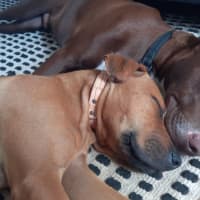 Photo of Roadie & Rusty