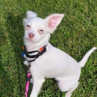 Photo of Cherry
