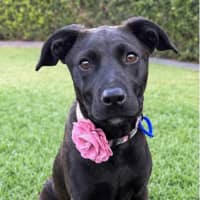 Photo of Hope   5 Month Old Mixed Breed