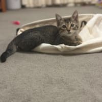 Photo of Muffin