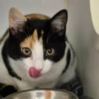 Photo of Cleo