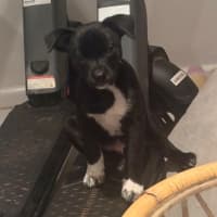 Photo of Pawblo