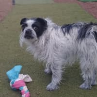 Photo of Maisie