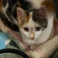 Photo of Callie