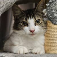 Photo of Ziggy