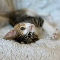 Photo of Mel C   On Display At Vets On Parker