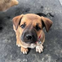 Photo of The Hawaiian Girls!