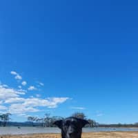 Photo of Dobby