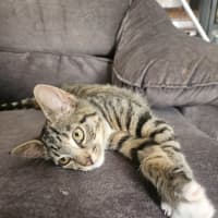 Photo of Mabel (Was Max)