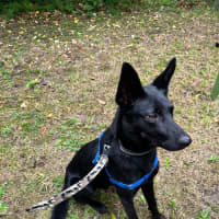 Photo of Artemis *9 Lives Project Rescue*