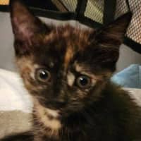 Photo of Fizz