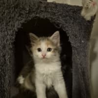 Photo of Bella (Was Cali Girl)