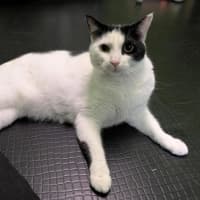 Photo of Shiro