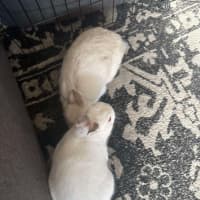 Photo of Calypso & Anna Bella 