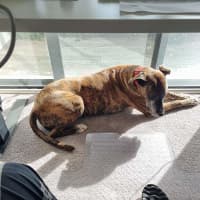 Photo of Milly