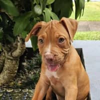 Photo of Chester