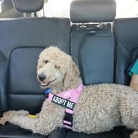Photo of Paris   1 Year Old Poodle