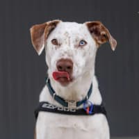 Photo of Dozer   3 Year Old Pointer X