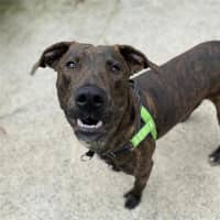 Photo of Starsky (Now Called Narloo)