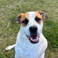 Photo of Peppa *$350 Adoption Fee* 