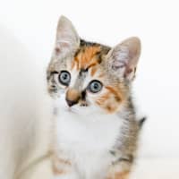 Photo of Rosie