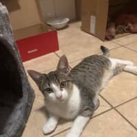 Photo of Peanut
