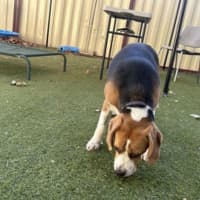Photo of Beagley
