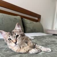 Photo of Root Beer Float