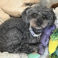 Photo of Missy