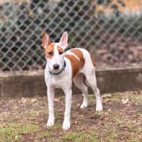 Photo of Penny